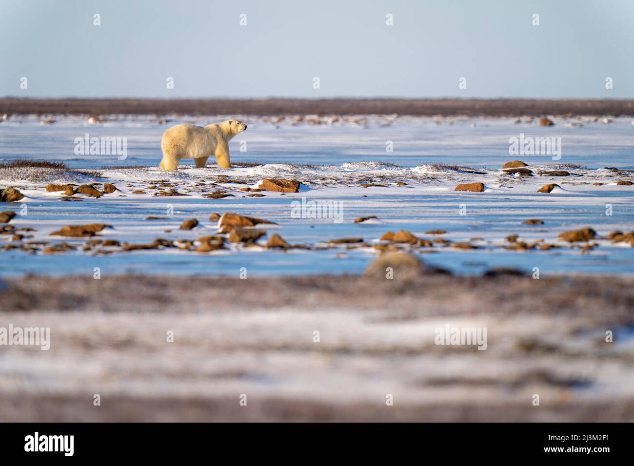Polar bear (Ursus maritimus) stands on tundra amongst rocks; Arviat, Nunavut, Canada Stock Photo
