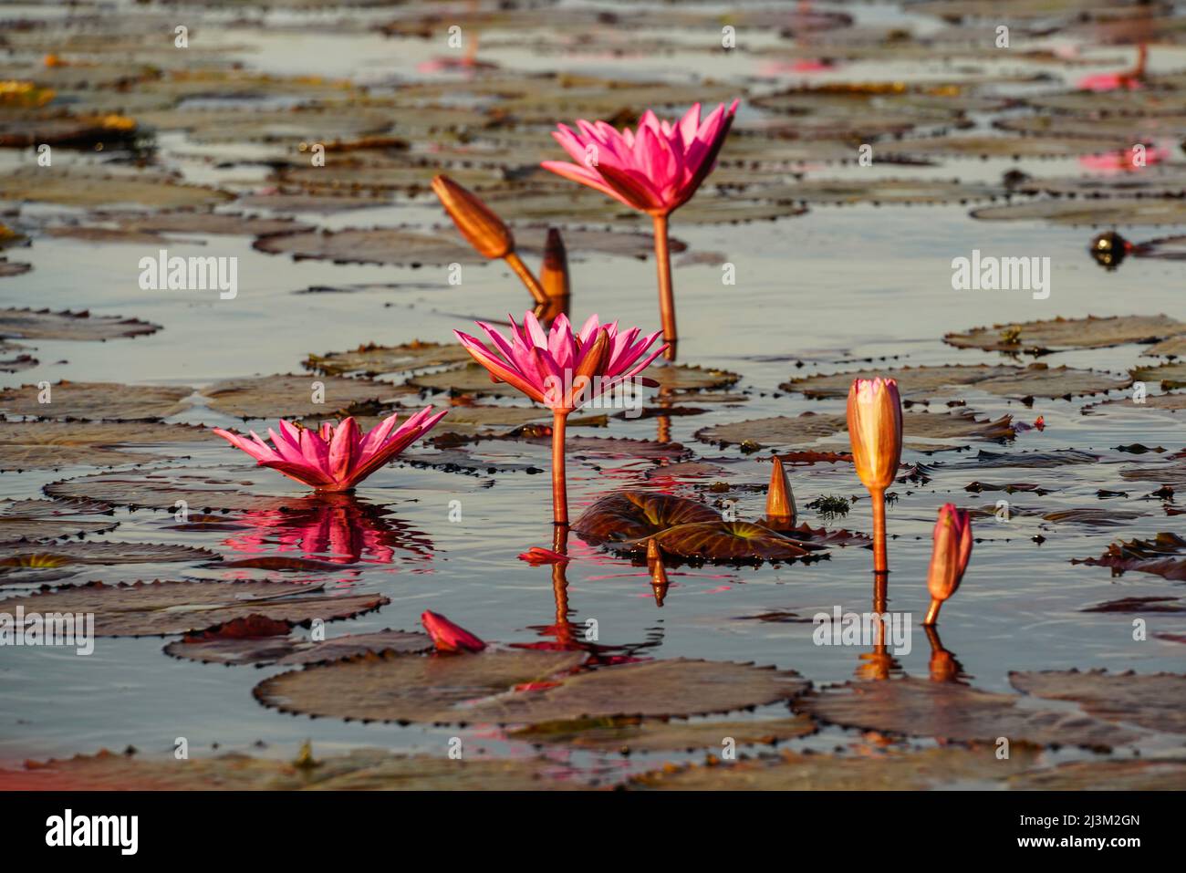 Blossoming Lotus Flowers (Nelumbo nucifera) on Red Lotus Lake; Chiang Haeo, Thailand Stock Photo