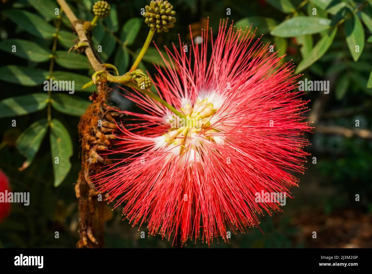 Tropical flowering tree hi-res stock photography and images - Alamy