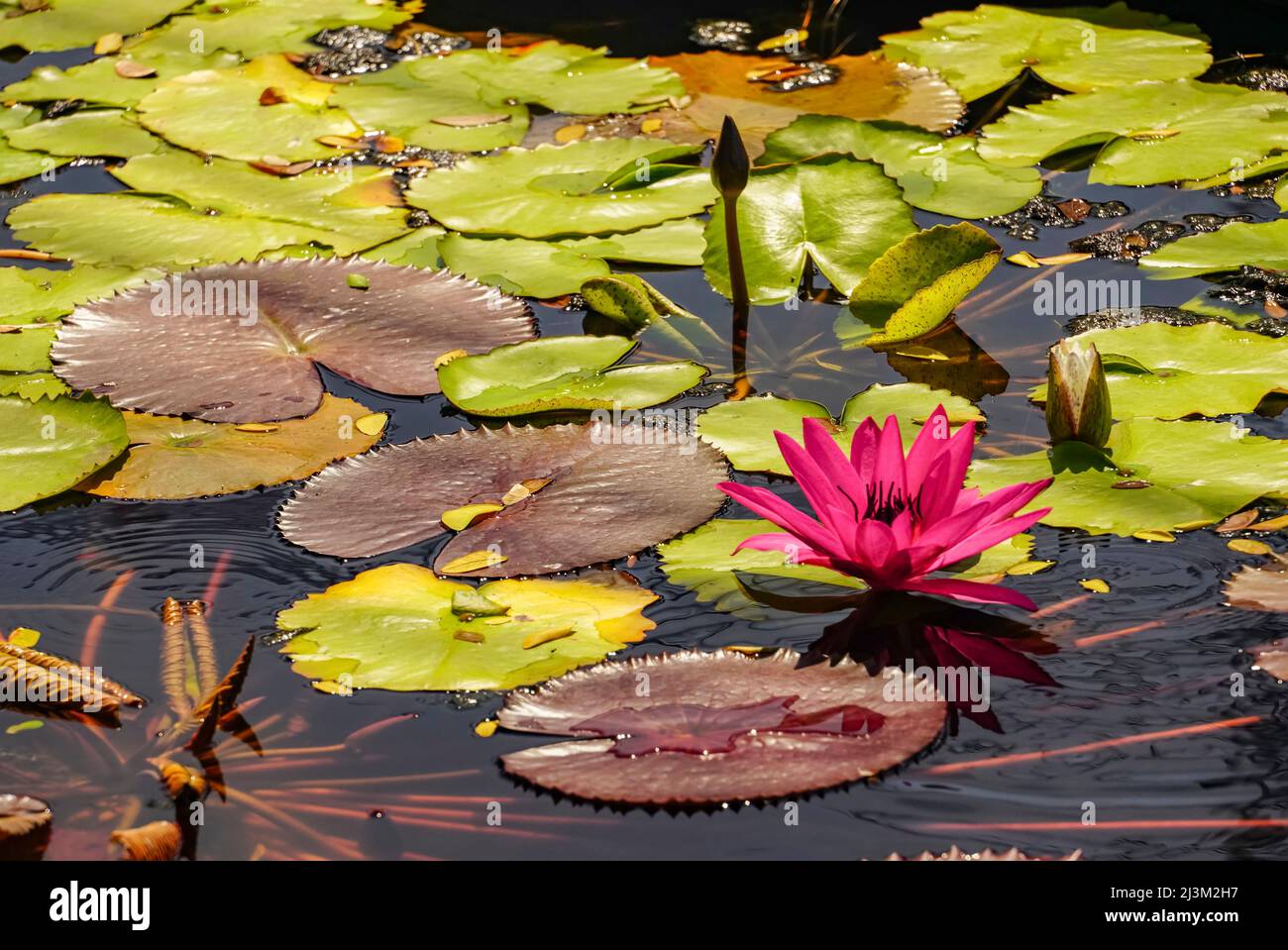 Blossoming Lotus Flower (Nelumbo nucifera) on Red Lotus Lake; Chiang Haeo, Thailand Stock Photo