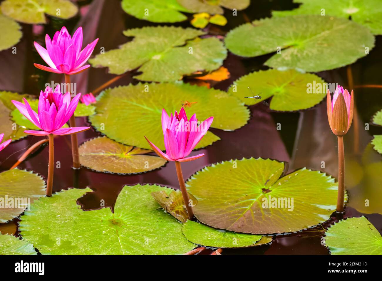 Dragonfly on Lotus Flower (Nelumbo nucifera), Red Lotus Lake; Chiang Haeo, Thailand Stock Photo