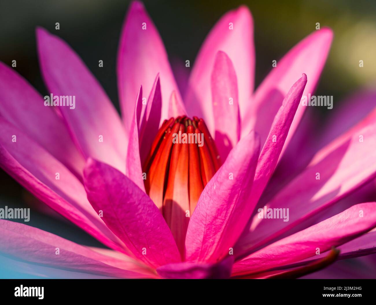 Blossoming Lotus Flower (Nelumbo nucifera) on Red Lotus Lake; Chiang Haeo, Thailand Stock Photo