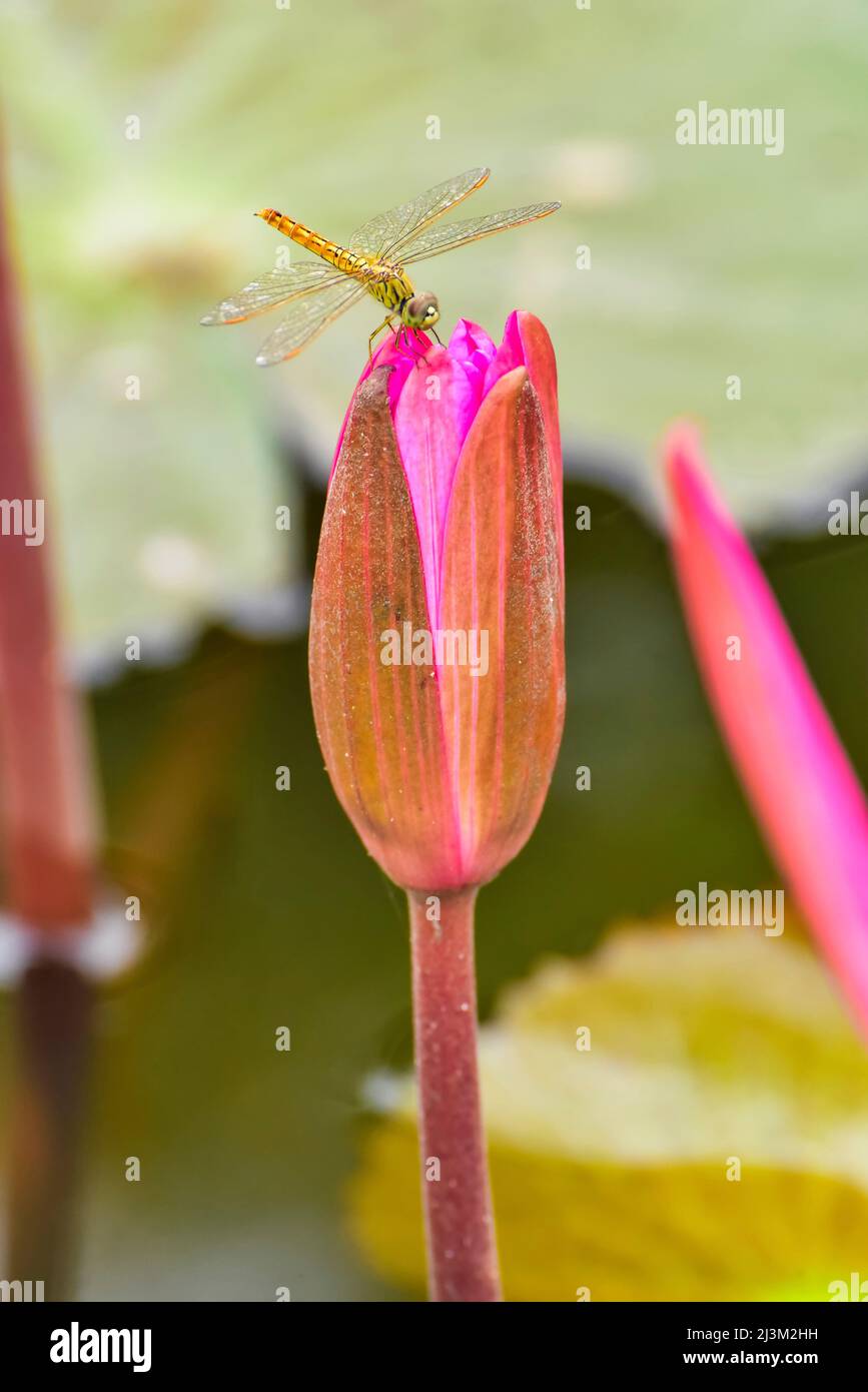 Dragonfly on Lotus Flower (Nelumbo nucifera), Red Lotus Lake; Chiang Haeo, Thailand Stock Photo