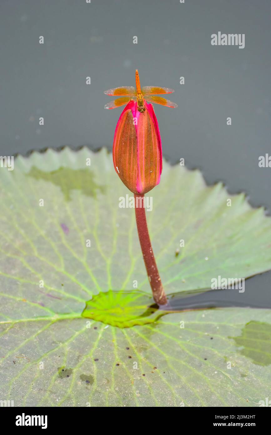 Dragonfly on Lotus Flower (Nelumbo nucifera), Red Lotus Lake; Chiang Haeo, Thailand Stock Photo