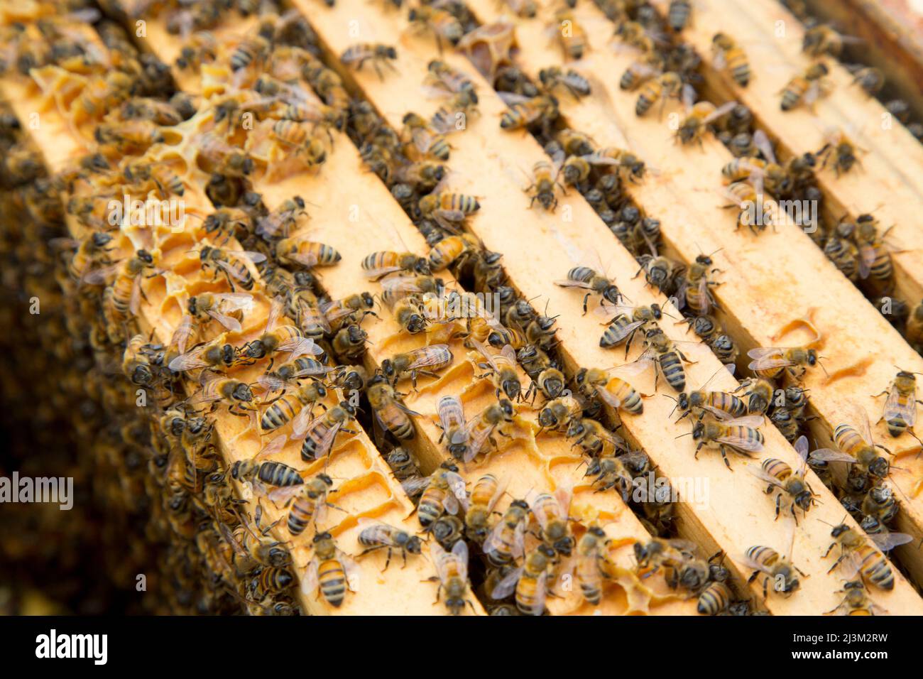 Bees on a honeycomb from a rooftop beehive.; Mc Lean, Virginia Stock ...