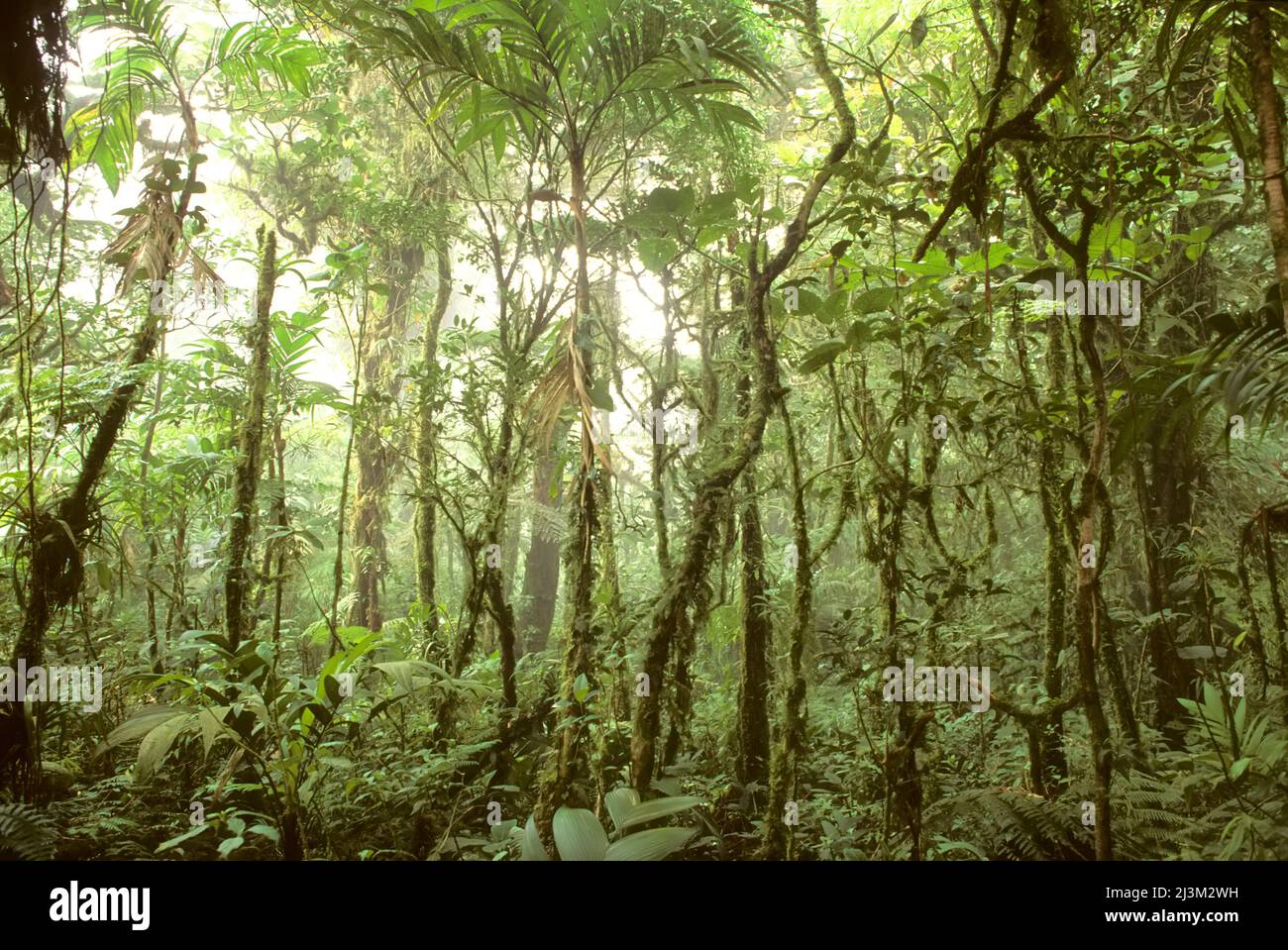 Trees and vines in the mist of the Monteverde rainforest.; Monteverde Cloud Forest Reserve