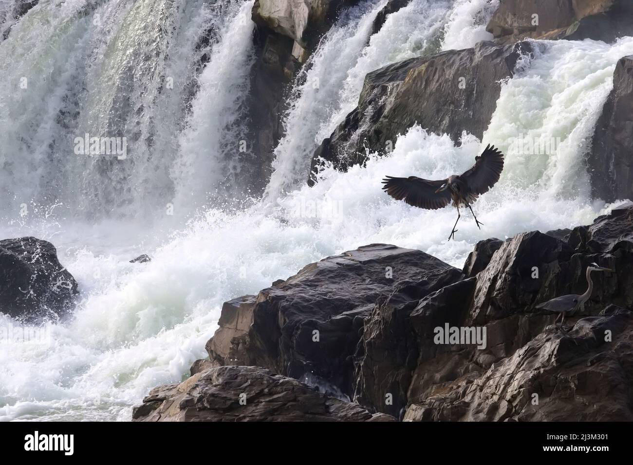 A great blue heron lands on the rocks below Great Falls.; Great Falls, Potomac River, Maryland. Stock Photo