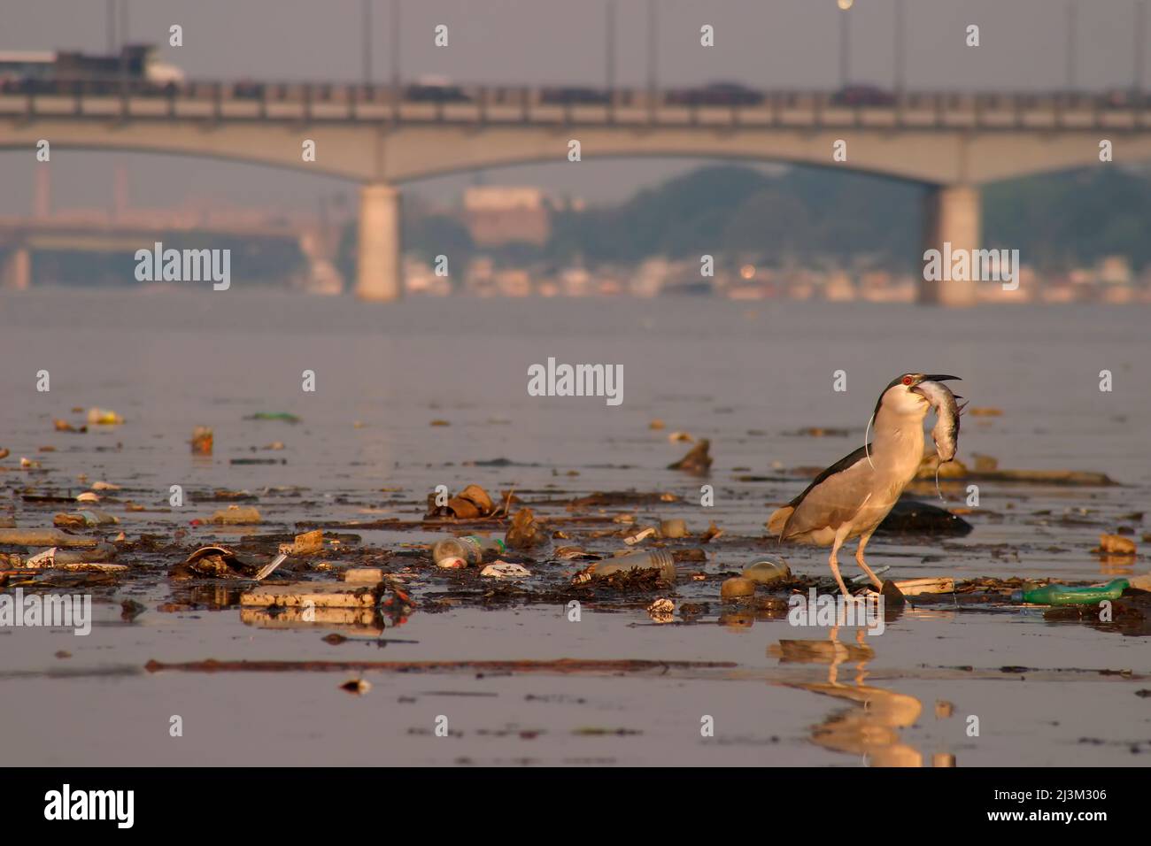 A night heron eats a dead fish amidst trash on the Anacostia River.; Anacostia River, District of Columbia. Stock Photo