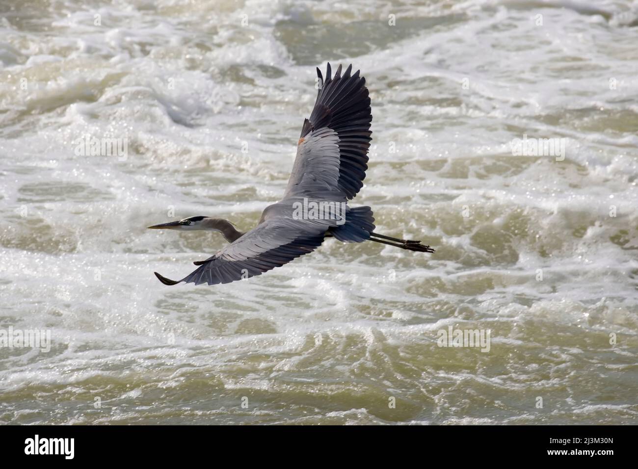 A great blue heron (Ardea herodias) flies over whitewater.; Great Falls, Potomac River, Virginia. Stock Photo