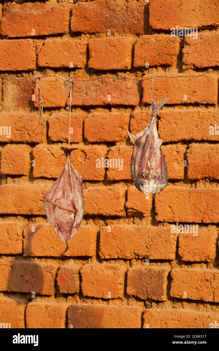 Fish drying on a line in the small Congolese village of Bulu.; Bulu, Democratic Republic of the Congo. Stock Photo