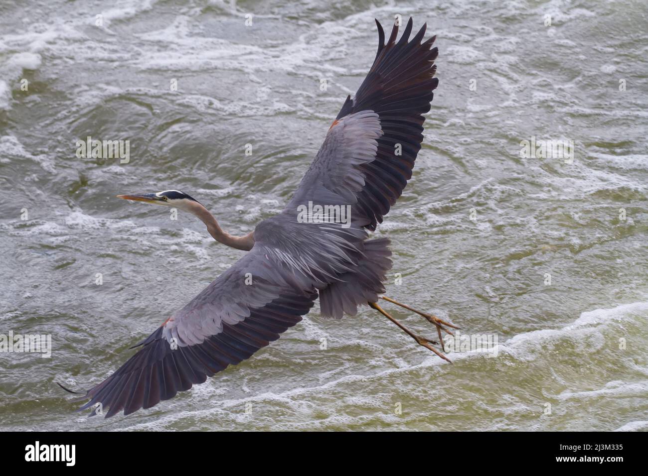 A great Blue heron with wings outstretched flies low over the Potomac River.; Great Falls, Potomac River, Maryland. Stock Photo