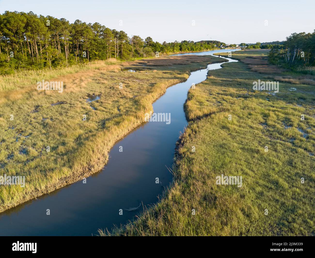 Salt marsh, creek and loblolly pine trees near the Chesapeake Bay.; Hampton, Fox Hill - Grandview, VA, USA Stock Photo