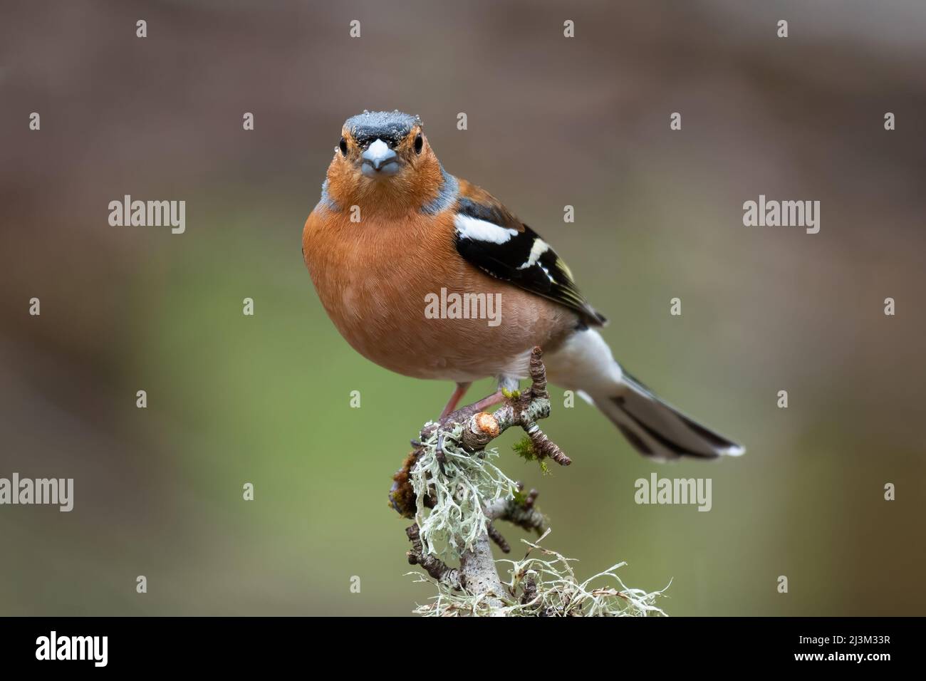 A male chaffinch perched on the top of an old branch and facing forward Stock Photo