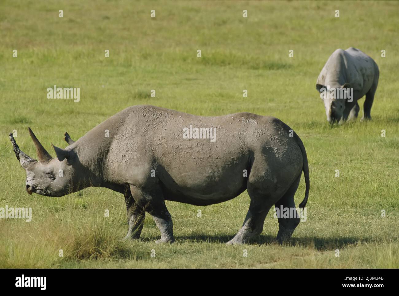 Rhinoceroses in Ngorongnoro Crater, Tanzania.; NGORONGORO CRATER, TANZANIA. Stock Photo