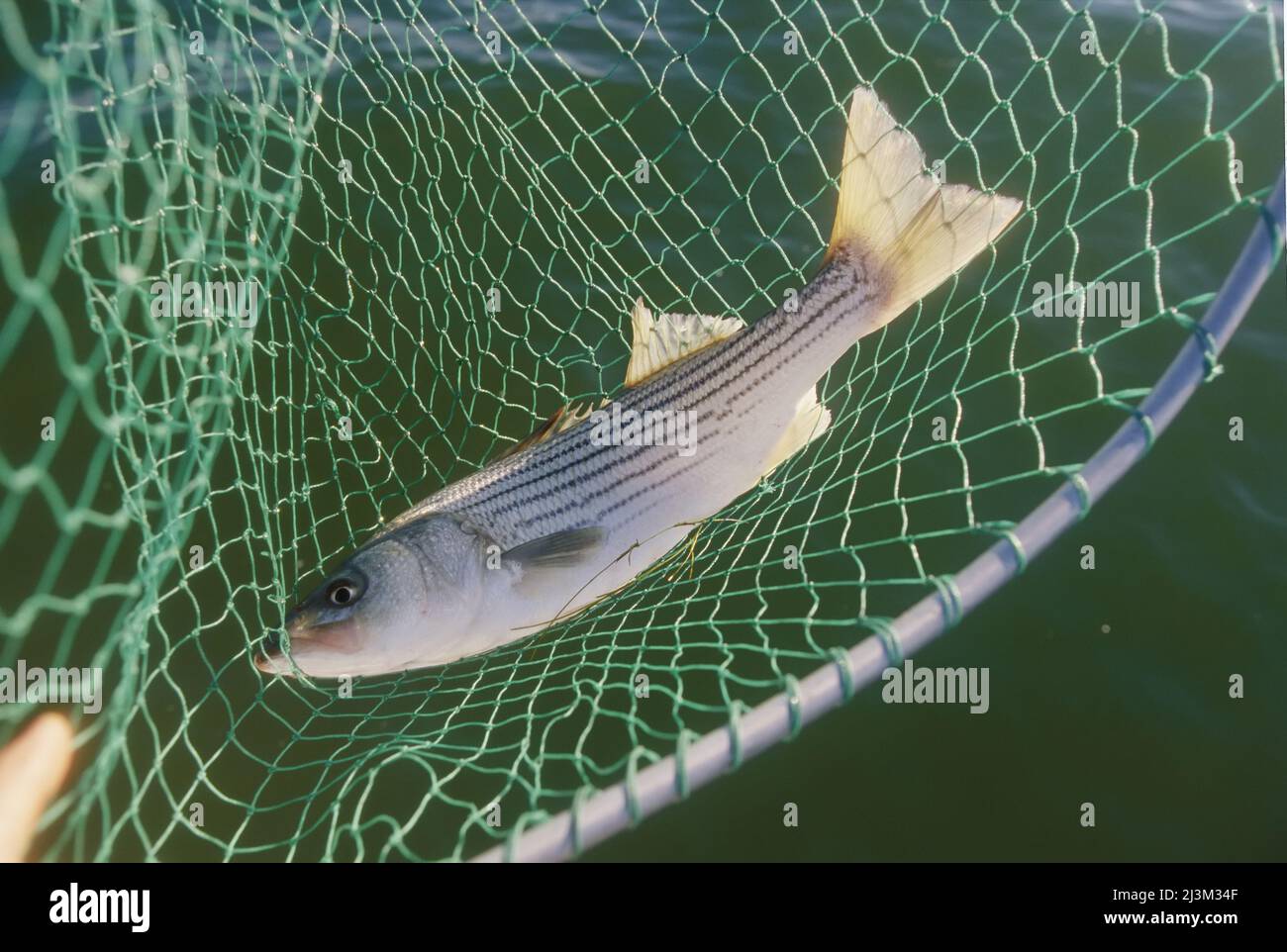 Striped bass in net. The fish is also known as rockfish