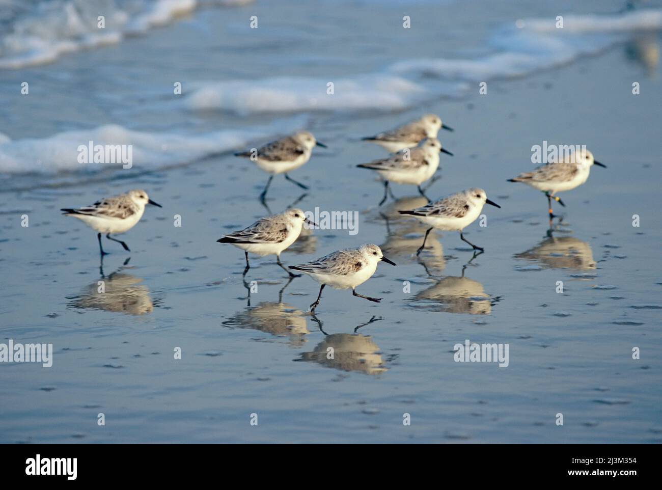 The breaking surf chases a group of sanderlings over a Maryland beach.; Maryland. Stock Photo
