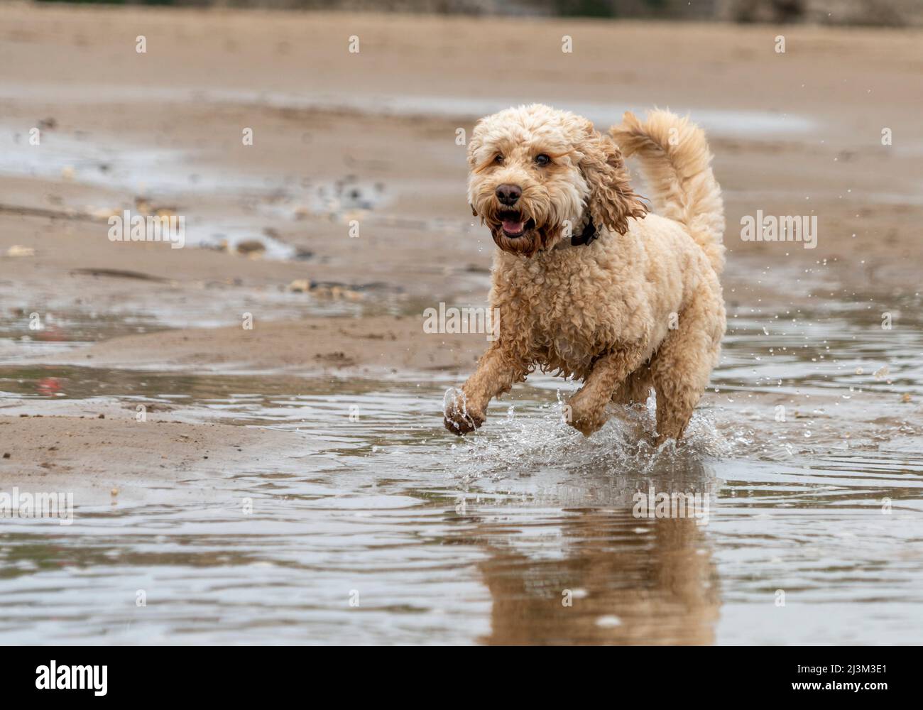 Cockapoo cute hi-res stock photography and images - Alamy