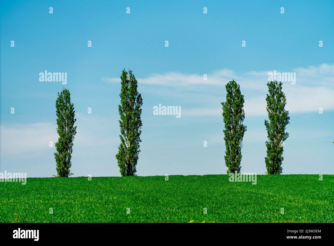 Four tall narrow trees with green foliage on a grass field along the horizon with blue sky and