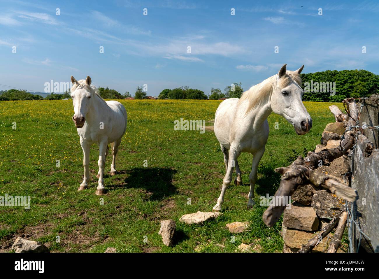 Two light palomino horses in the English countryside; Ravensworth, Richmondshire, England Stock Photo