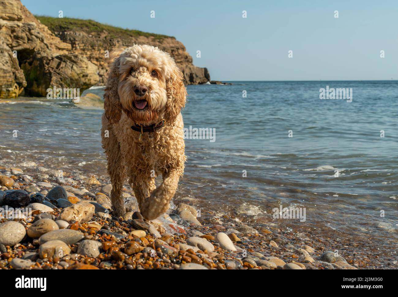 A wet cockapoo dog walks down a rocky beach along the Atlantic coast