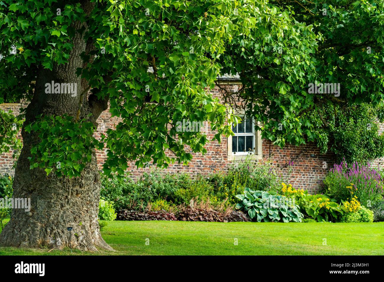 English cottage with blossoming plants in the garden and a large tree in the yard; Darlington, Durham, England Stock Photo