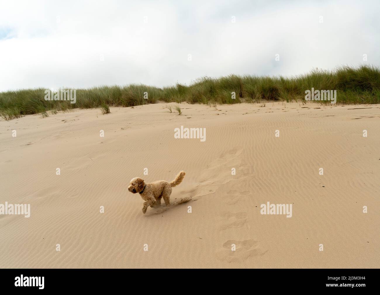 Blond cockapoo dog running across the sand at the beach with beach grass and horizon in the background; Cambois, Northumberland, England Stock Photo