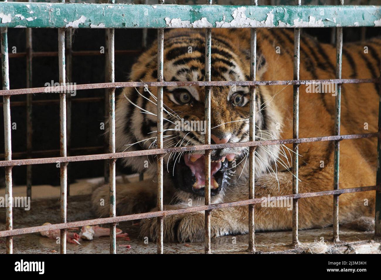 Dnipro, Ukraine. 08th Apr, 2022. A tiger stays in a cage after its evacuation from the ruined Kharkiv Feldman Ecopark, Dnipro, central Ukraine, April 8, 2022. Feldman Ecopark “is no more,” founder Alexander Feldman said in a statement on Tuesday after the zoo was “subjected to massive shelling and bombardment” from Russian forces. The statement said the zoo’s “biggest problem” was large predators, such as lions, tigers and bears, which would pose a major danger to humans if they got out of the zoo and roamed free. Feldman said their enclosures were intact but couldn’t withstand more damage. Fo Stock Photo
