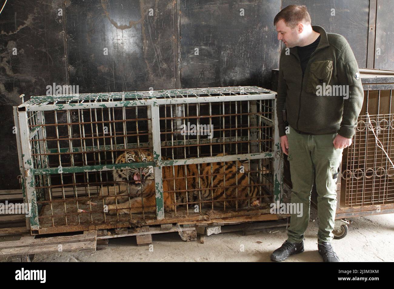 Dnipro, Ukraine. 08th Apr, 2022. Dnipro deputy city head Mykhailo Lysenko stands by a cage with a tiger evacuated from the ruined Kharkiv Feldman Ecopark, Dnipro, central Ukraine, April 8, 2022. Feldman Ecopark “is no more,” founder Alexander Feldman said in a statement on Tuesday after the zoo was “subjected to massive shelling and bombardment” from Russian forces. The statement said the zoo’s “biggest problem” was large predators, such as lions, tigers and bears, which would pose a major danger to humans if they got out of the zoo and roamed free. Feldman said their enclosures were intact bu Stock Photo