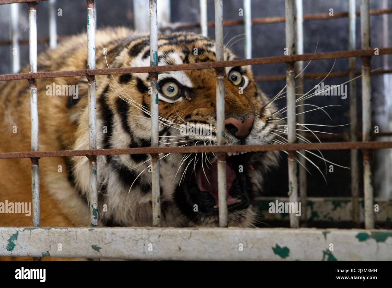 Dnipro, Ukraine. 08th Apr, 2022. A tiger stays in a cage after its evacuation from the ruined Kharkiv Feldman Ecopark, Dnipro, central Ukraine, April 8, 2022. Feldman Ecopark “is no more,” founder Alexander Feldman said in a statement on Tuesday after the zoo was “subjected to massive shelling and bombardment” from Russian forces. The statement said the zoo’s “biggest problem” was large predators, such as lions, tigers and bears, which would pose a major danger to humans if they got out of the zoo and roamed free. Feldman said their enclosures were intact but couldn’t withstand more damage. Fo Stock Photo