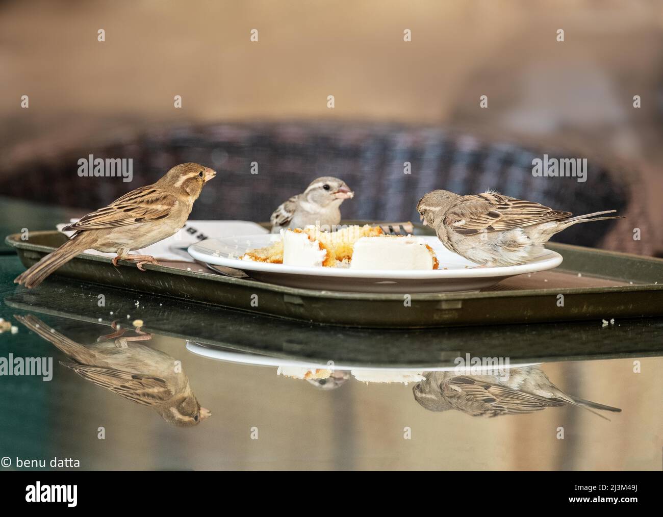 Sparrows enjoying cake Stock Photo