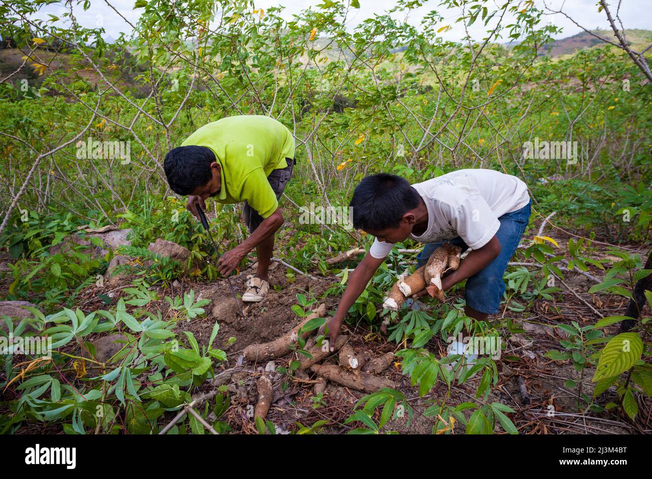 Father and son harvest yuca roots in Las Minas de Tulu in Cocle province, Republic of Panama, Central America. Stock Photo