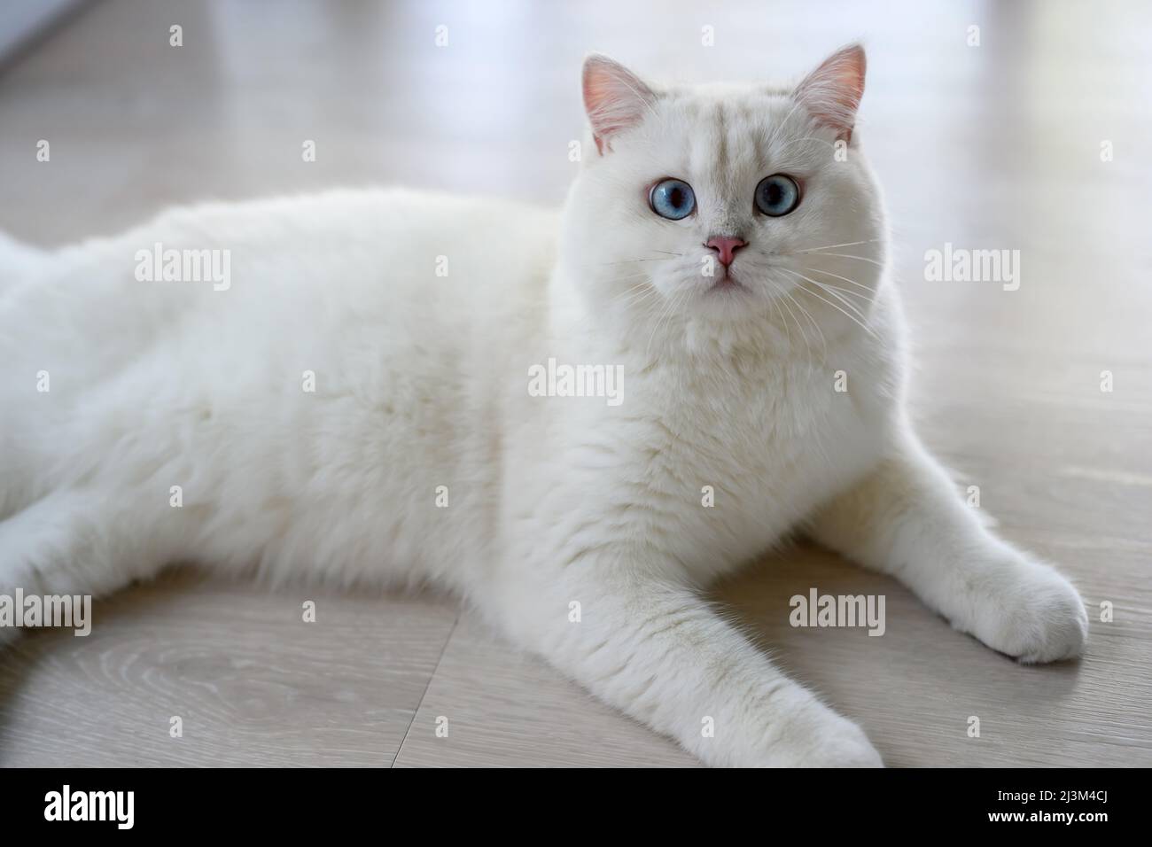 handsome young cat sits in a lying position and looks up. View from above, silver British Shorthair cat, beautiful big blue eyes, white contest-grade Stock Photo