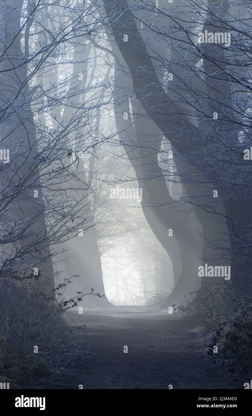 Beams of light illuminate the path through a cathedral of trees enshrouded in fog, Stanmer Woods; Brighton, East Sussex, England Stock Photo
