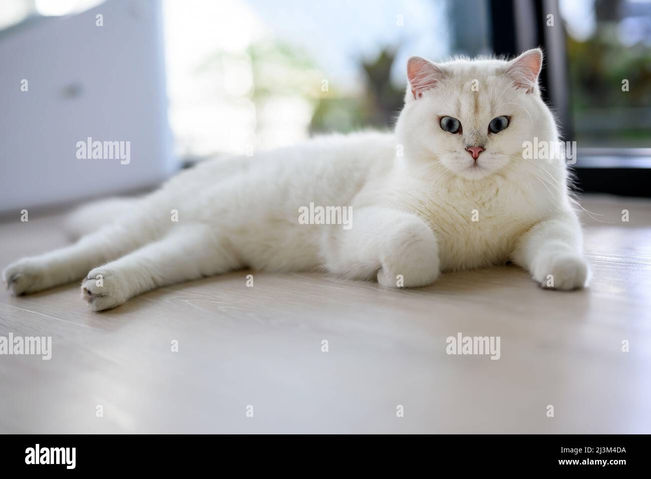 Handsome young cat sitting lying down and looking straight forward, full body side view, silver British Shorthair cat, beautiful big blue eyes, white Stock Photo