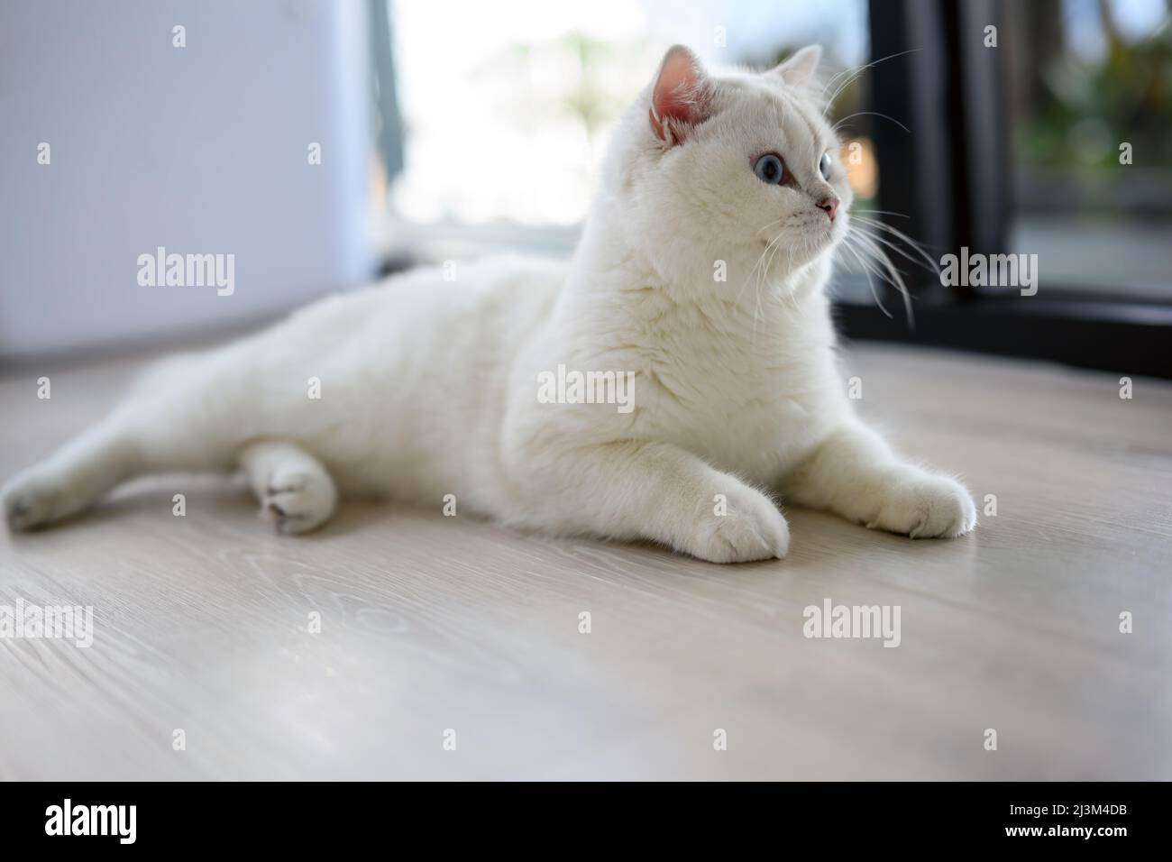 Handsome young cat sitting lying down and looking to the side, full body side view, silver British Shorthair cat, beautiful big blue eyes, white conte Stock Photo