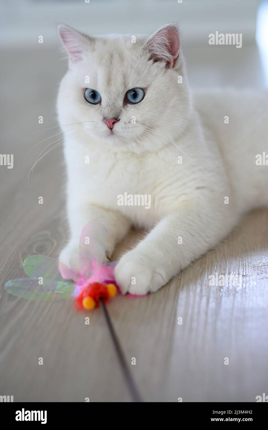 Handsome young cat sitting lying down and looking straight forward, half body side view, silver British Shorthair cat, beautiful big blue eyes, white Stock Photo