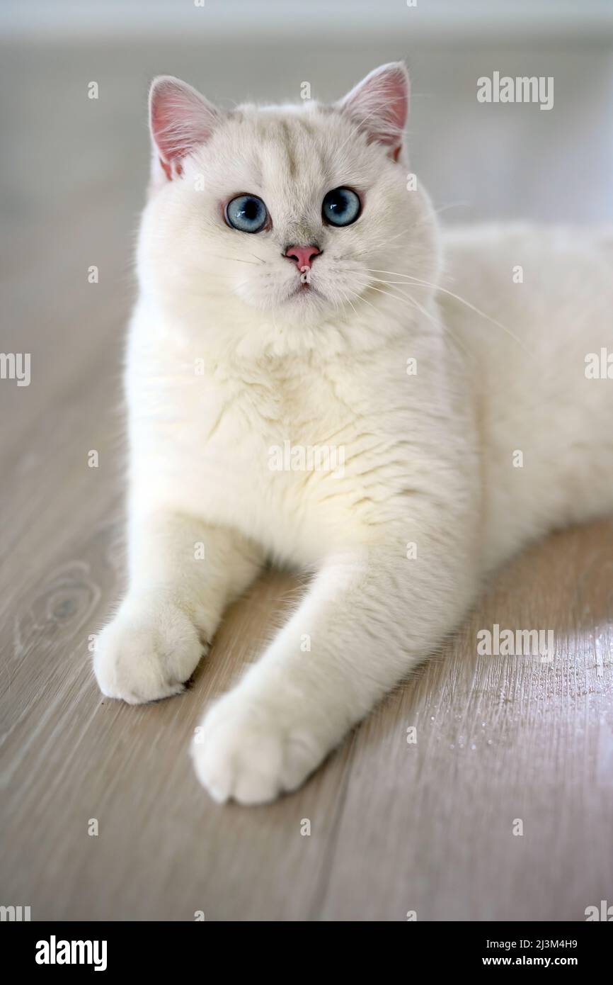 Handsome young cat sits in a lying position and looks up. View from above, silver British Shorthair cat, beautiful big blue eyes, white contest-grade Stock Photo
