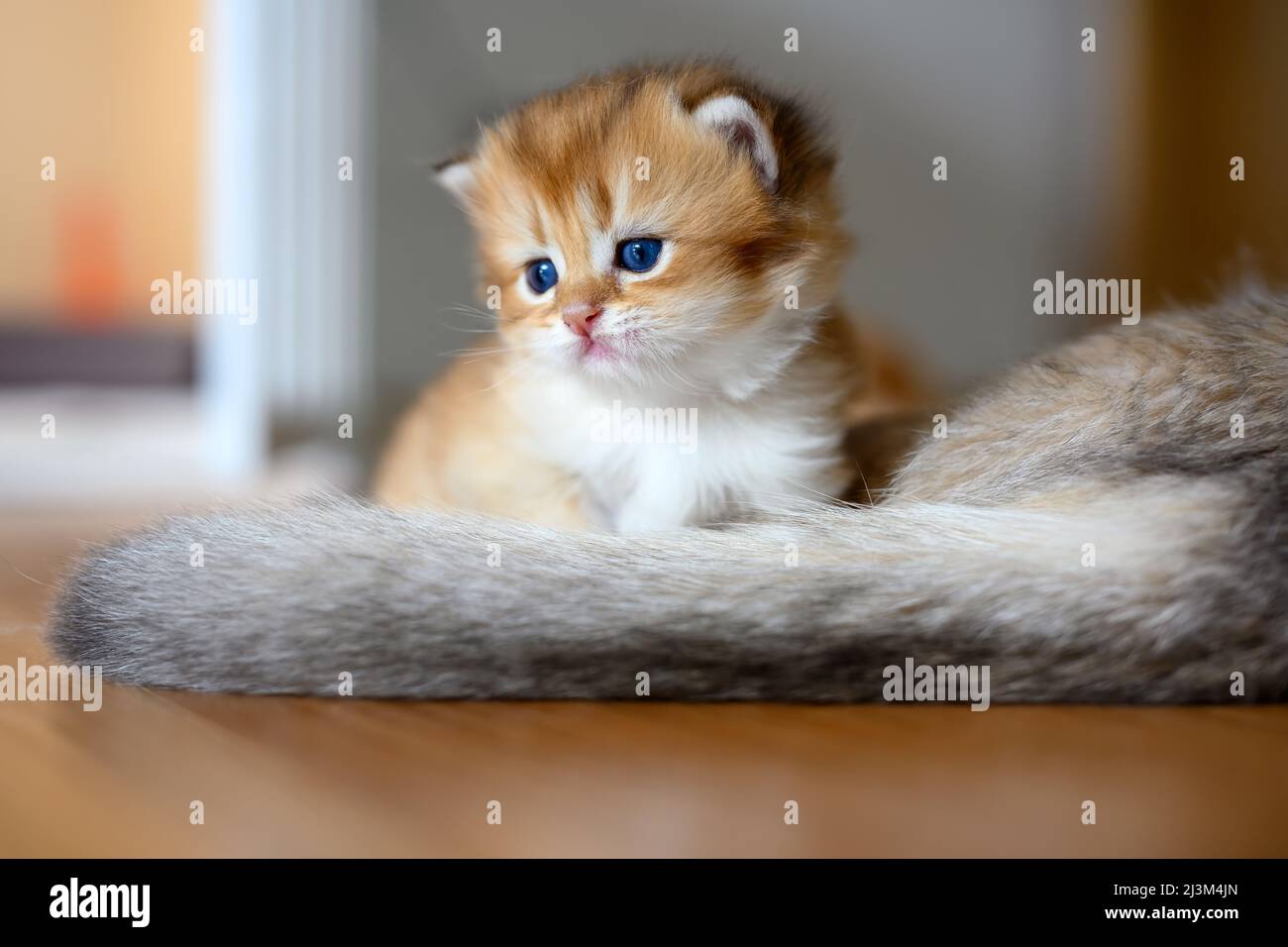 British Shorthair Golden kitten sitting on a white cloth on a wooden floor in the room, a baby kitten learning to walk and playing naughty by the moth Stock Photo