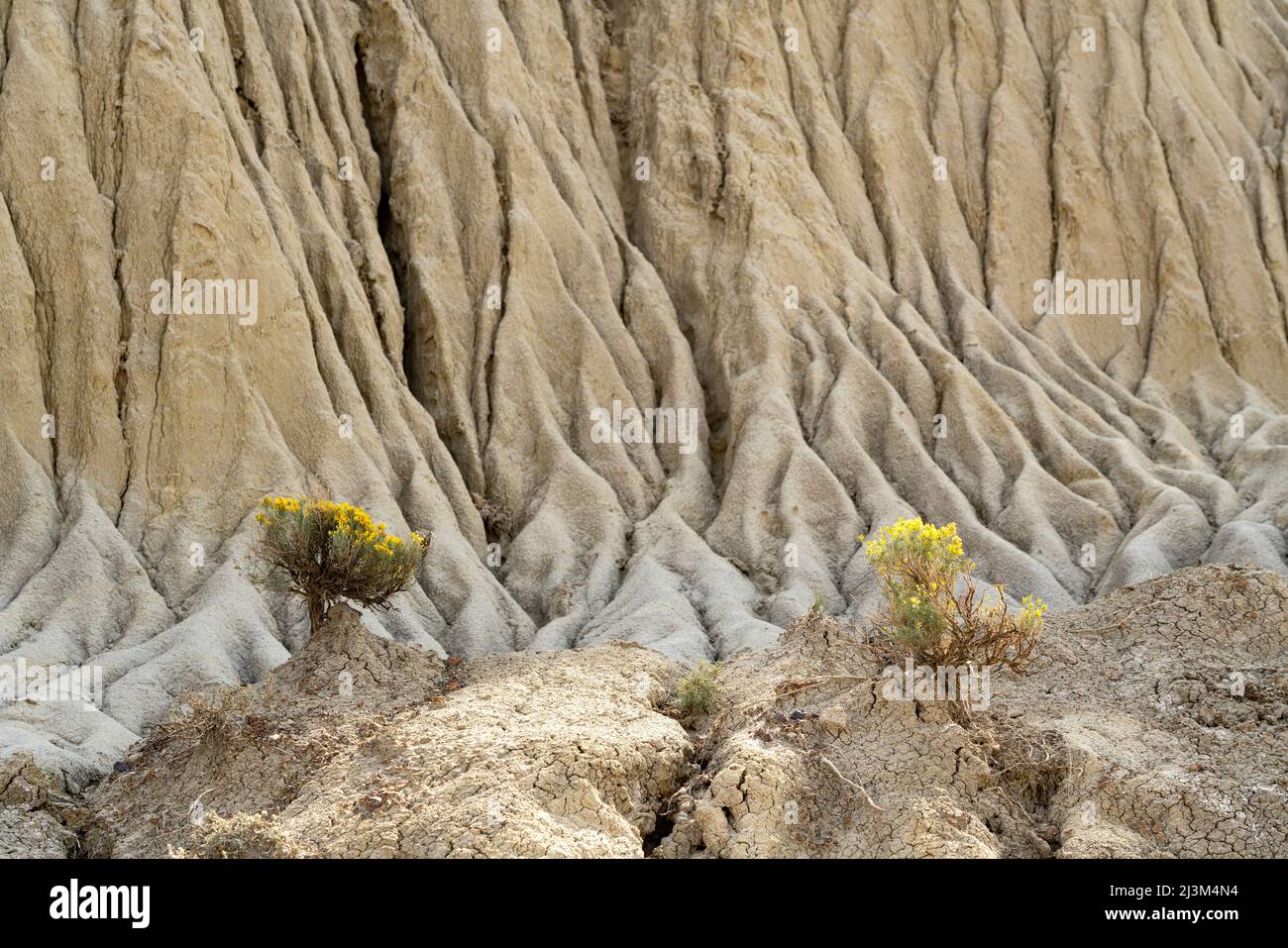 Blossoming plants come to life through the cracks of a arid landscape; Big Muddy, Saskatchewan, Canada Stock Photo