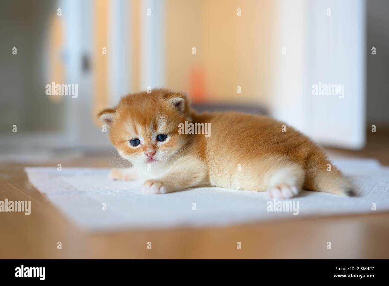 British Shorthair Golden kitten sitting on white cloth on wooden floor in room, baby kitten learning to walk and play naughty. Lovely posture, pure an Stock Photo