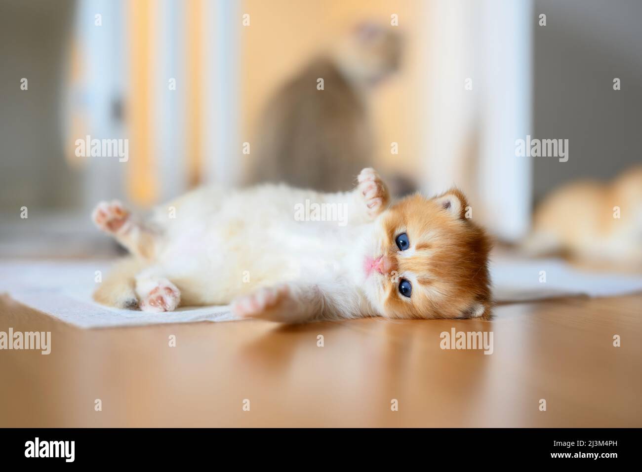 British Shorthair Golden kitten sitting on white cloth on wooden floor in room, baby kitten learning to walk and play naughty. Lovely posture, pure an Stock Photo