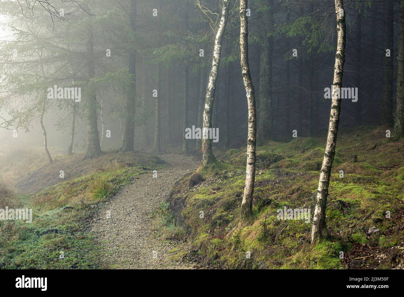 Gravel path winds past a trio of silver birch trees before disappearing into a dense forest shrouded in fog in Garbutt Wood Nature Reserve Stock Photo