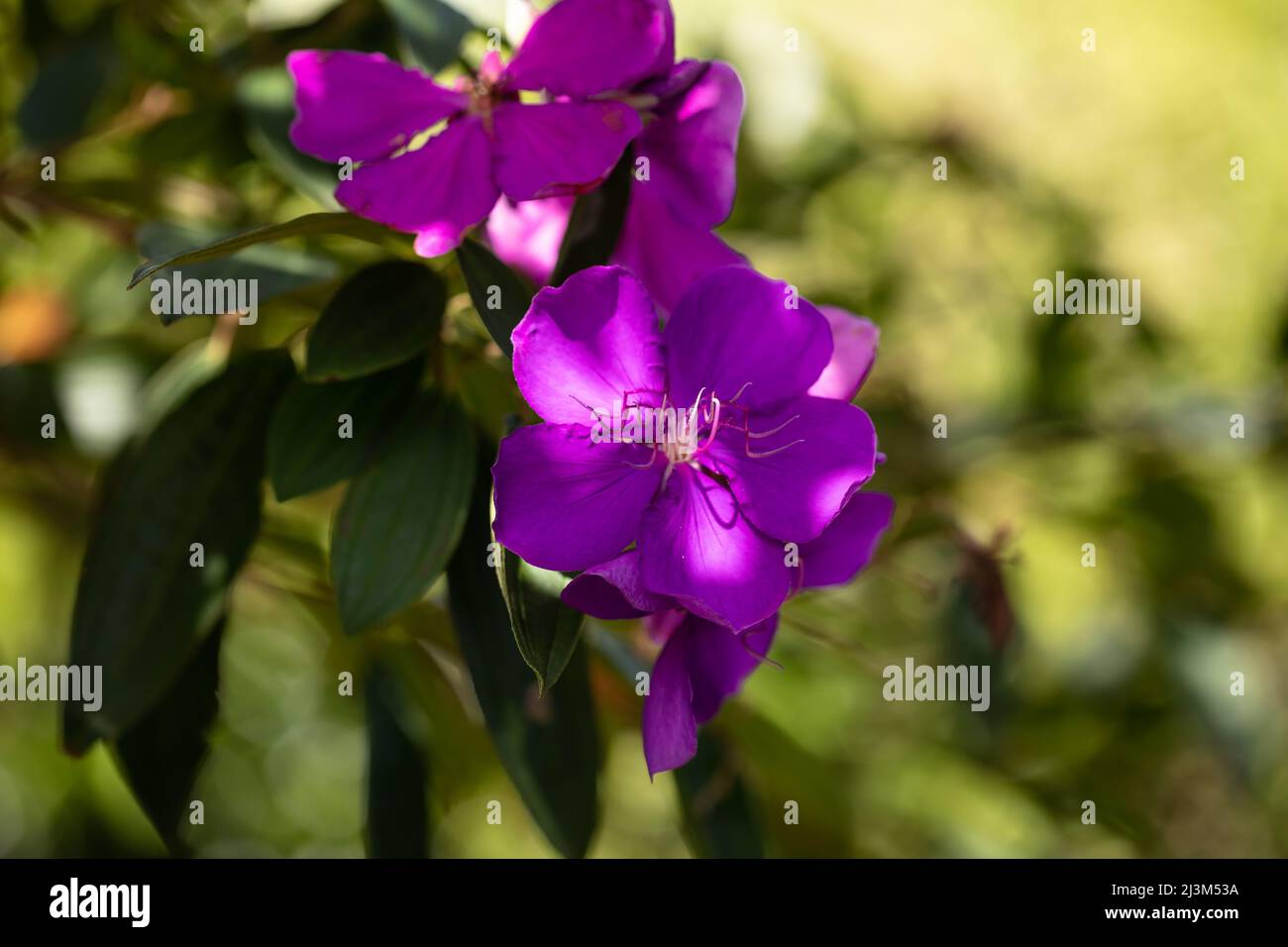 Tibouchina semidecandra, Glory Bush in tropical garden bathed in afternoon light Stock Photo