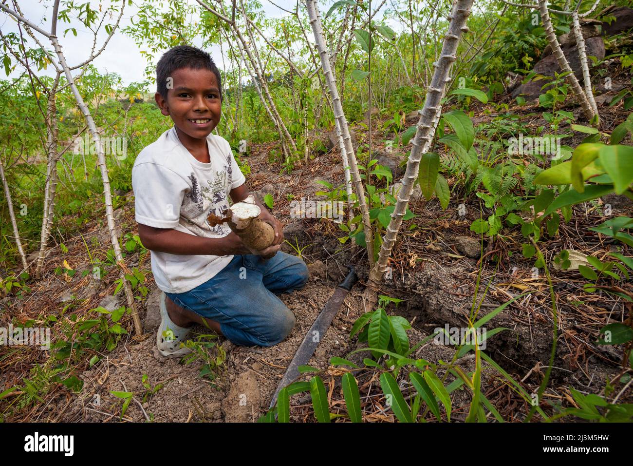 A young boy is harvesting yuca in Las MInas de Tulu, Cocle province, Republic of Panama, Central America. Stock Photo