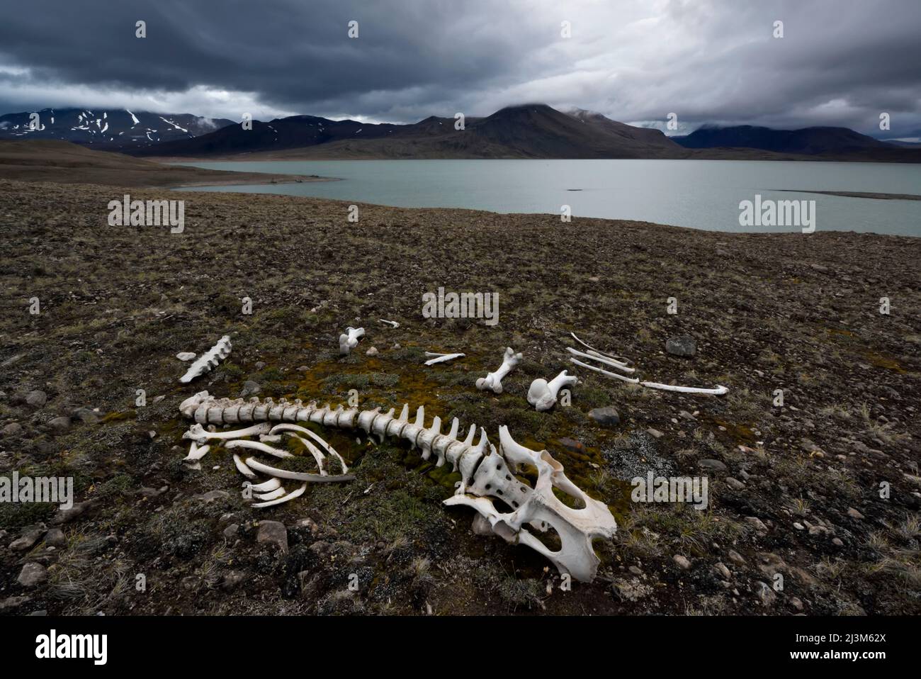 Skeleton of a musk ox on the shore of Cerum So Lake.; Greenland. Stock Photo
