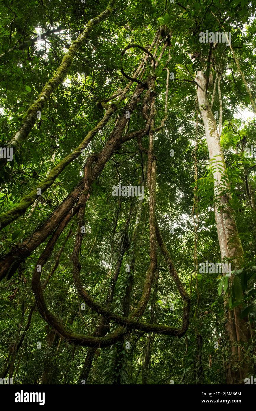 A tangle of Lianas stretch up towards the jungle canopy in Gunung Mulu National Park.; Gunung Mulu National Park, Sarawak, Borneo, Malaysia. Stock Photo