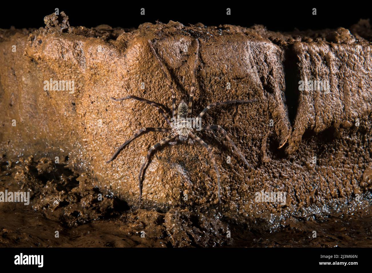 A Huntsman spider, Heteropoda maxima, inside Whiterock Cave.; Gunung Mulu National Park, Sarawak, Borneo, Malaysia. Stock Photo