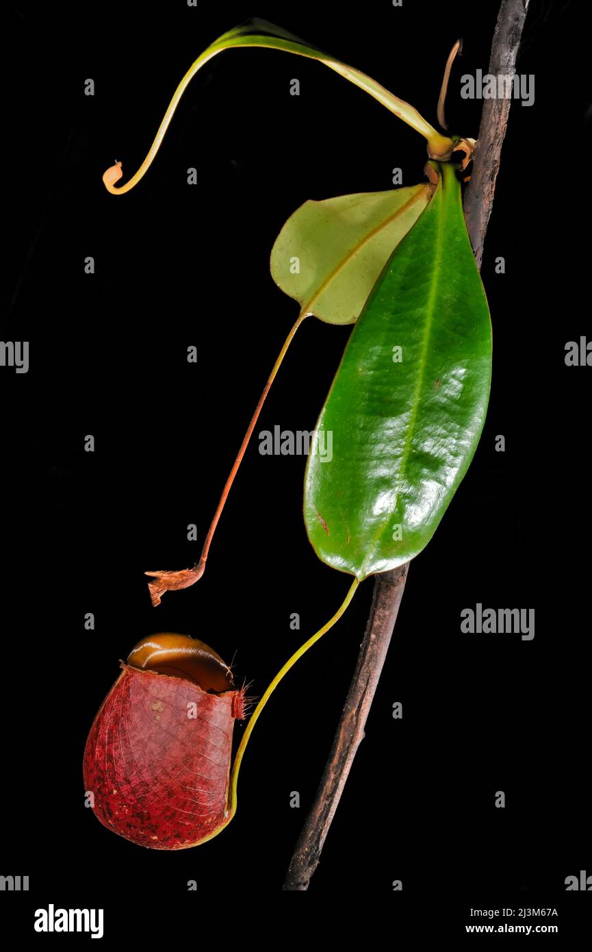 Pitcher plant, Nepenthes bicalcarata, found along the Headhunters Trail in Gunung Mulu National Park. Stock Photo