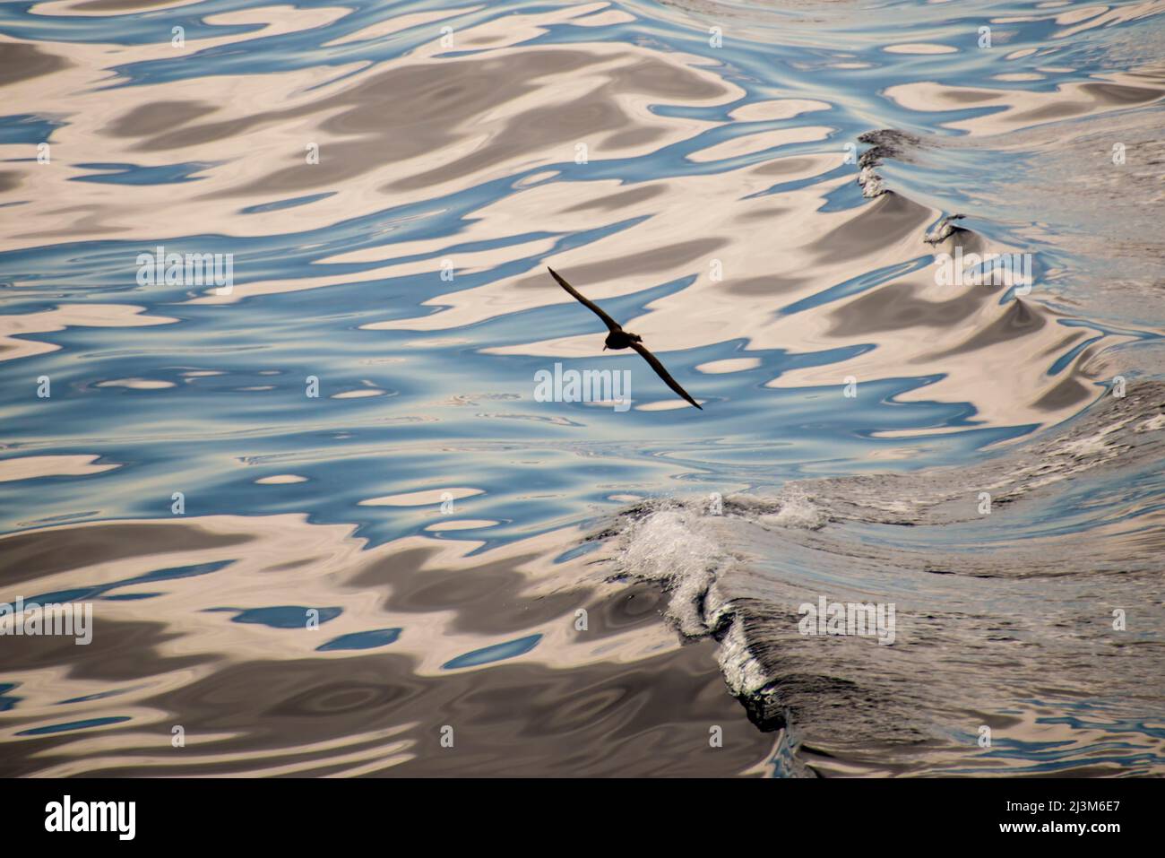 Bird gliding along reflective waves in the Drake Passage between Antarctica and South America; Antarctica Stock Photo