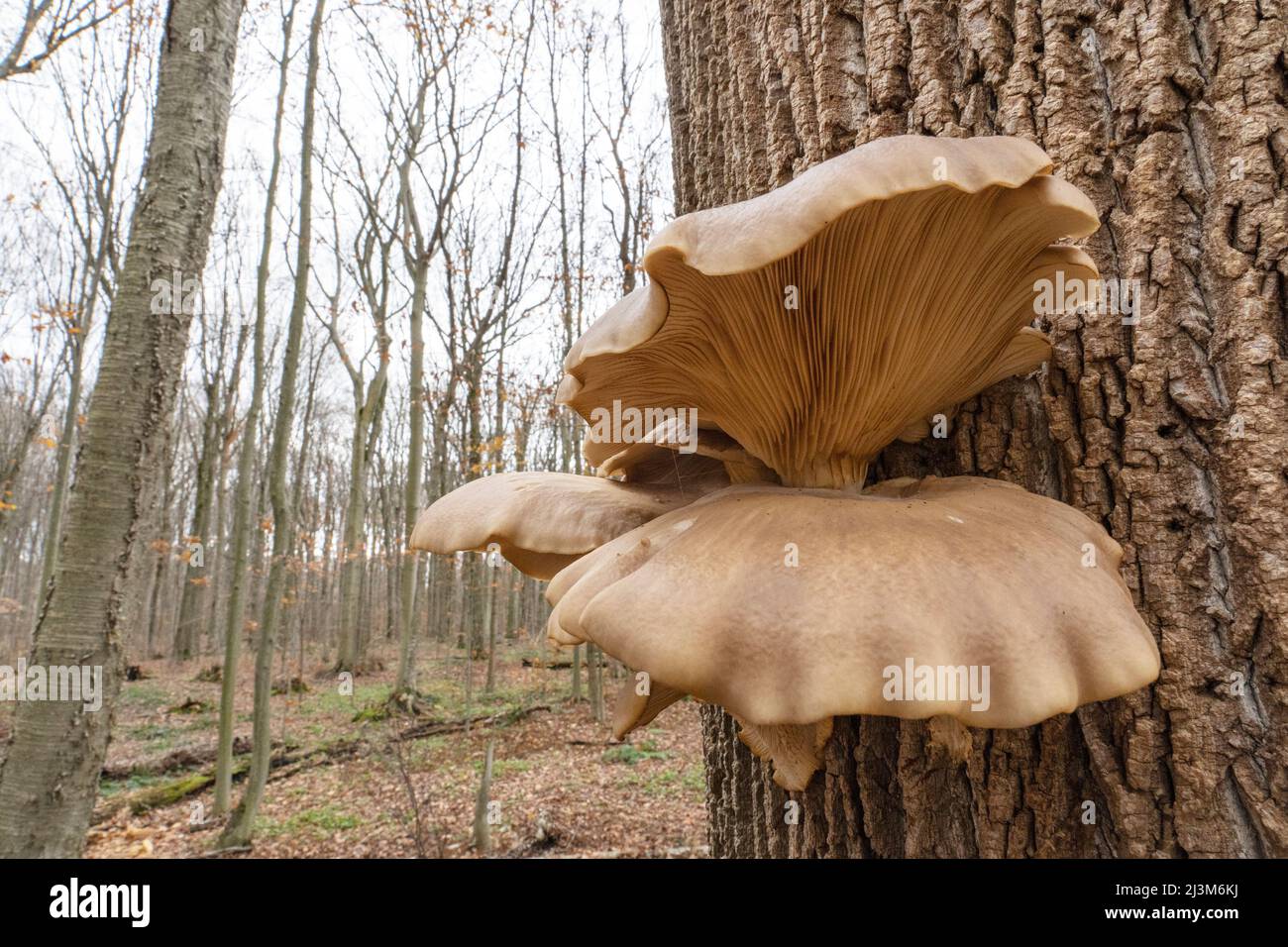 Oyster Mushrooms (Pleurotus ostreatus) growing from a tree trunk; London, Ontario, Canada Stock Photo